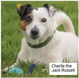  ??  ?? Charlie the Jack Russell