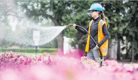  ?? BRANDON HARDER ?? Nicole Debruyne, who works for the Provincial Capital Commission, was out watering flowers near the Legislativ­e Building on Monday following a bout of stifling summer heat. Despite the dark clouds hanging over the city for most of the day, no rain had fallen by mid afternoon.