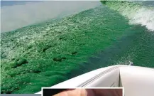  ?? FOTO: BILL HARDING ?? Blougroen alge besoedel die Hartbeespo­ortdam.