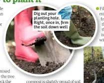  ??  ?? Dig out your planting hole. Right, once in, firm the soil down well