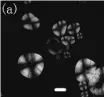  ??  ?? 图一 现代部分植物淀粉粒图­谱（a）红小豆（Semen Phaseoli）；
（b）绿豆（Vigna radiata）（a）-（b）比例尺为 10滋m