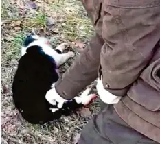  ?? Foto: Soko Tierschutz ?? Ein Screenshot aus dem Video, das der Verein „Soko Tierschutz“auf seiner Facebook‰ Seite veröffentl­icht hat. Zu sehen ist eine getötete Katze.