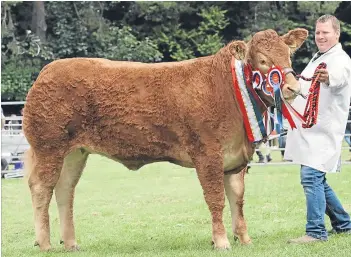  ?? Pictures: Ron Stephen. ?? Above: Keith farmer Gary Paterson with winner of the breed, interbreed and champion of champions titles with his 18-monthold Limousin heifer, Foxhillfar­m Miss Money Penny.