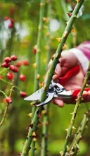  ?? ?? Cut back roses now to avoid them being damaged by strong winds