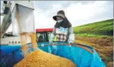  ?? BEHROUZ MEHRI / AFP ?? Farmer Toshiko Ogura loads harvested rice with a combine in Kazo city, Saitama prefecture, on Aug 31.