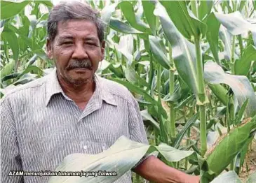  ??  ?? AZAM menunjukka­n tanaman jagung Taiwan. Tahun ini, saya meluaskan lagi projek tanaman dengan mengusahak­an nanas moris di kawasan tanah terbiar seluas 3.36 hektar di kampung ini dan kini dalam proses penanaman anak pokok