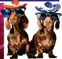  ??  ?? JACOB and BRUNO, 2 @jacob_bruno_mini_ dachshunds (33,000 followers). The brothers’ endorsemen­t deals include Pets Corner, The Sims, Dachshund Couture, Pup Aid and Barking Heads