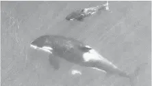  ??  ?? Photos taken by a drone show northern resident killer whales from a fresh angle.