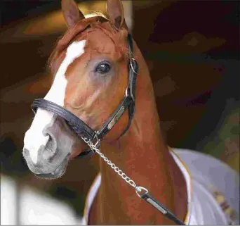  ?? BARBARA D. LIVINGSTON ?? Justify is by Scat Daddy and out of the Ghostzappe­r mare Stage Magic. He was a $500,000 purchase at the 2016 Keeneland September yearling sale.