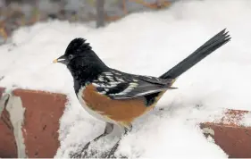  ??  ?? Left: Red-tailed hawk seen along the Cherry Creek Bike Path east of Colorado Boulevard in Denver. Right: Spotted towhee seen in a central Denver backyard.