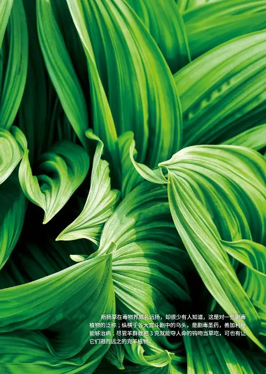 植物界三大毒门世家断肠草 乌头和羊踯躅 Pressreader