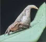  ?? Sumukha J. N. ?? Sorting Hat spider