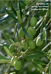  ??  ?? Gorgées de soleil, les olives vertes de l’Etna.