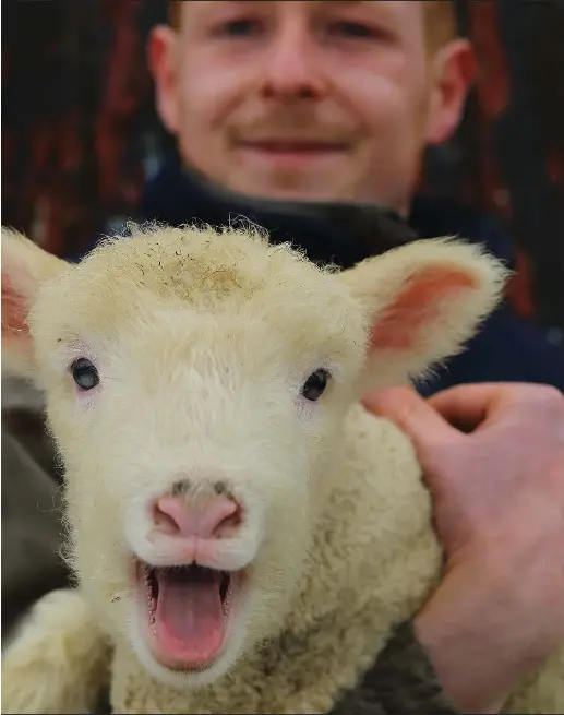  ??  ?? Main picture: Andrew McKerrell with a two-week-old lamb at Back Hareshaw Farm, near Strathaven in South Lanarkshir­e Above left: McKerrell puts out hay for the flock