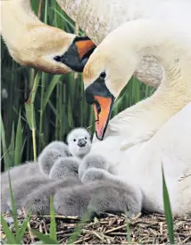  ??  ?? The first cygnets have hatched at the Abbotsbury Swannery, said to herald the start of summer.