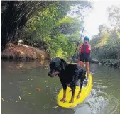  ?? D’PÉ NA PRANCHA ?? Equilíbrio. Stand up paddle também é programa para cachorro