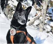  ?? JOANNE ELVES ?? Avalanche dog Brooke, a German shepherd, waits for a signal from her handler during avalanche practice at Kicking Horse Mountain Resort. It takes her a few minutes to locate someone buried in the snow.