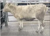  ??  ?? This Charolais heifer weighing 215kgs made a whopping €2.85 per kilo at Corrin Mart on Tuesday