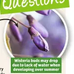  ??  ?? Wisteria buds may drop due to lack of water when developing over summer