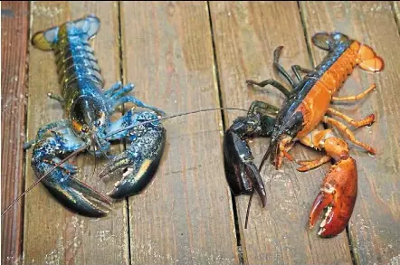 All the same creatures - PressReader