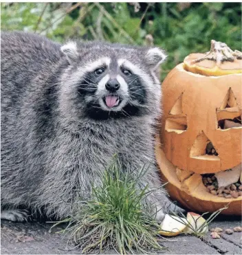  ?? FOTO: ACTION PRESS ?? Dieser Waschbär hat nichts zu befürchten – er lebt im Zoo Hannover, wo er sogar Halloween mit einem Kürbis feiern durfte.