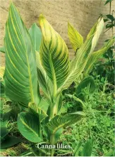  ??  ?? Canna lilies.