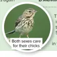  ??  ?? Both sexes care for their chicks