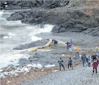  ?? THE CANADIAN PRESS ?? A dead whale is shown washed up on shore last month in Outer Cove, N.L. John Kennedy, mayor of Logy Bay-Middle Cove-Outer Cove, said Thursday the whale’s carcass has been removed.