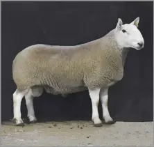  ?? ?? TOPPING THE sale at £1900 was a North Country Cheviot shearling ram from WD Allen, Humbleheug­h, Alnwick