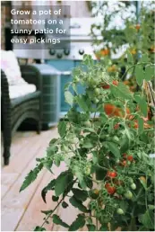  ??  ?? Grow a pot of tomatoes on a sunny patio for easy pickings