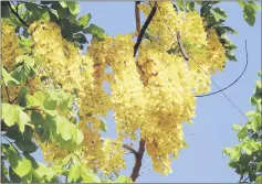  ??  ?? Yellow Cassia fistula flowers represent Thai royalty as well as Buddhism.