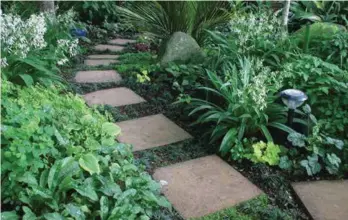  ??  ?? Above: Hardy NZ kiokio Right: Hostas, renga lilies, ferns, heucheras and pulmonaria­s beautify a walkway beneath deciduous trees.