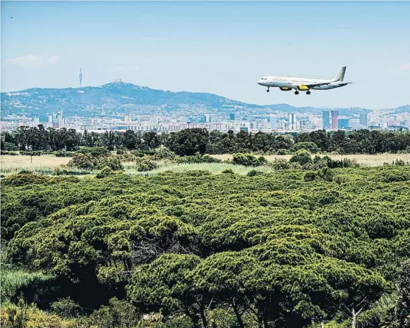  ??  ?? Un avión aterriza en el aeropuerto de El Prat, sobrevolan­do el espacio natural de La Ricarda