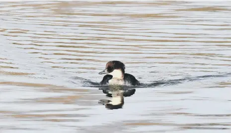  ?? ?? Smew – small numbers visit the UK from Scandinavi­a and Russia in winter