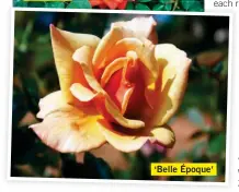  ??  ?? ‘Belle Époque’