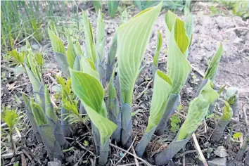  ?? PHOTOS BY THERESA FORTE/SPECIAL TO POSTMEDIA NETWORK ?? Hosta leaves beginning to emerge — this plant can be divided at this stage. Dig around the crown and lift the whole mass of roots from the ground. If the soil doesn’t fall away from the roots, use a strong jet of water to loosen the soil before...