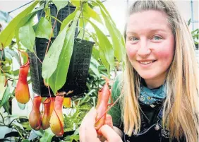  ??  ?? ● Treborth Botanic Gardens (part of Bangor University) curator Natalie Chivers with carnivorou­s pitcher plants, which will be on show as part of the Festival of Discovery at Anglesey Showground