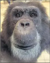  ??  ?? Danny the chimpanzee died at Twycross Zoo after being challenged for position within the chimp group