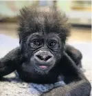  ??  ?? The new infant was born just four months after the arrival of baby gorilla Hasani, above