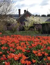  ??  ?? CLOCKWISE FROM LEFT Olives provide a uniform structure against the ever-changing foliage and flower combinatio­ns in the garden; a mass planting of the beautiful red-flowering Tulipa eichleri; a view through an arbor reveals a border brimming with flowers.