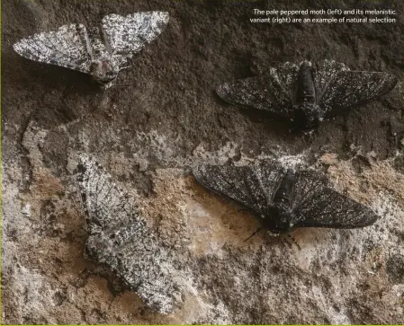  ??  ?? The pale peppered moth (left) and its melanistic variant (right) are an example of natural selection