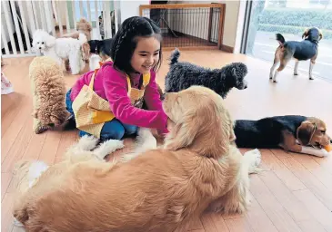  ?? AFP ?? Rino Kakinuma, 7, plays with a golden retriever at Dog Heart in Tokyo.