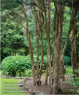  ??  ?? Copse of Australian swamp paperbark
( Melaleuca ericifolia).