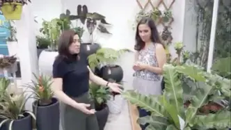  ??  ?? Qach owner Ludette Querubin shows the bird’s nest plant to Steph