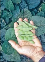  ?? LEE REICH VIA AP ?? Freshly picked, green, young soybeans, known as edamame, are easy to grow and combine the flavors and textures of fresh lima beans and peas.