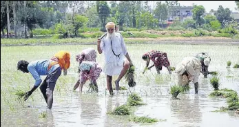  ?? BHARAT BHUSHAN/HT ?? A farmer along with labourers working in a field at Mandaur village in Patiala district. Labour unions say at least 40% of the total 13,262 panchayats in Punjab have passed resolution­s.