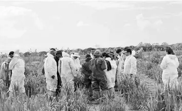  ??  ?? Wheat experts examine a research plot near Izmir, Turkey, affected by wheat yellow rust.