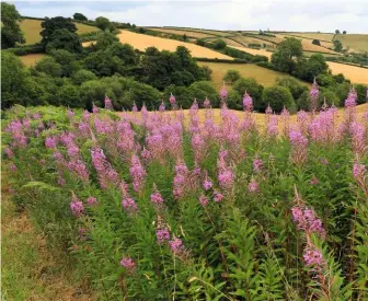  ??  ?? FIREWEED Spires of rosebay willowherb turn the view pink. Heat from fire helps germinate its seeds, hence its nickname, but Jack had a very different use for fire...