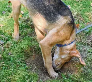  ?? — Photos: Lynette L. WALTHER/TNS ?? What is it with dogs and digging holes in the lawn? Moose, just a puppy, has a lot to learn on this issue. In the meantime, there are measures his owner can take to discourage the canine excavation­s.