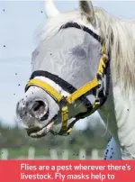  ??  ?? Flies are a pest wherever there’s livestock. Fly masks help to keep these annoying insects out of horses’ eyes but still allow them to see.